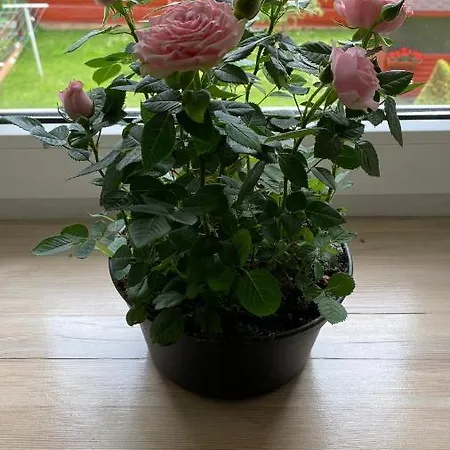 Apartamento Japandi Apartamentai